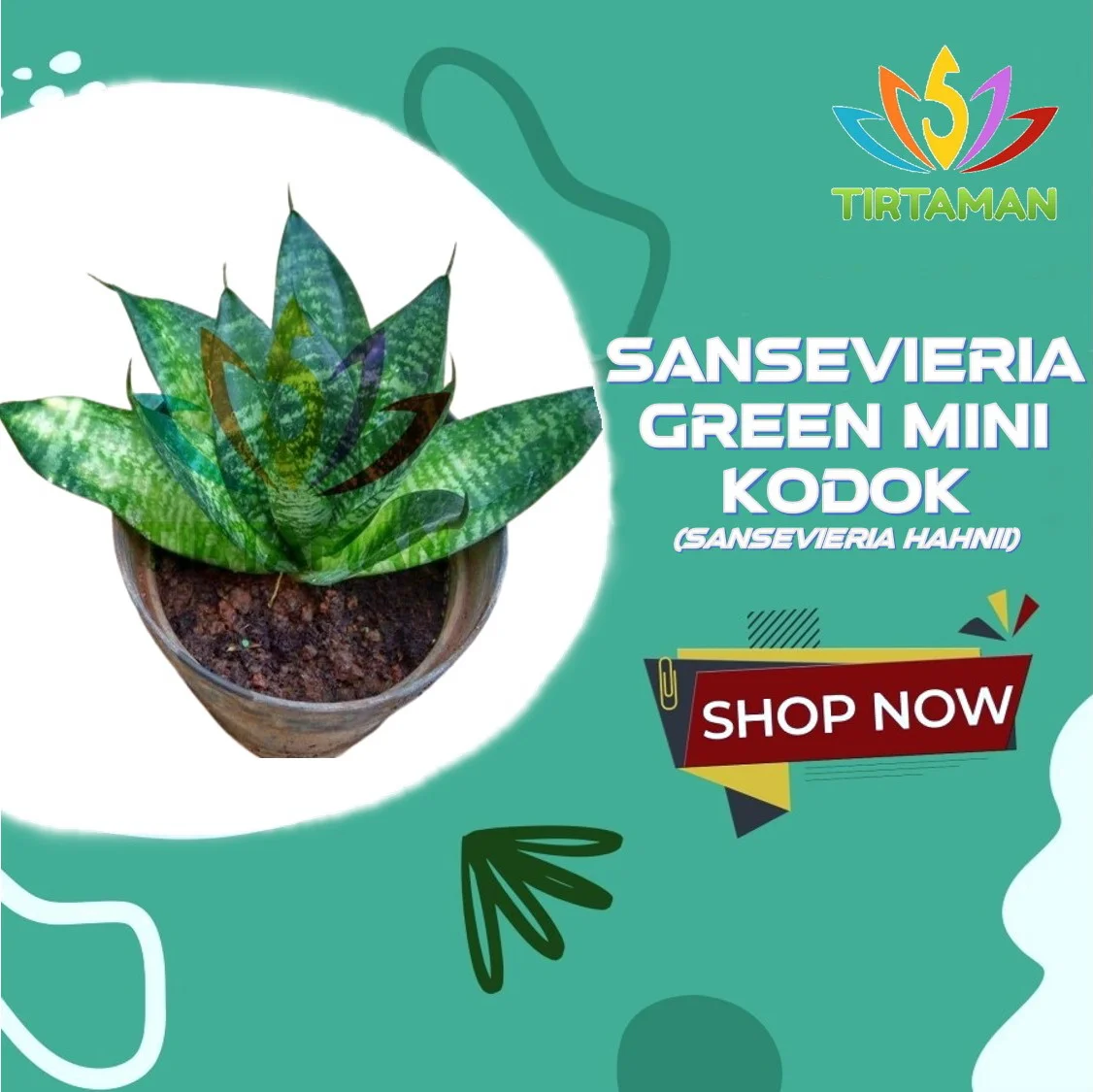 Sansevieria Green Hahnii_1