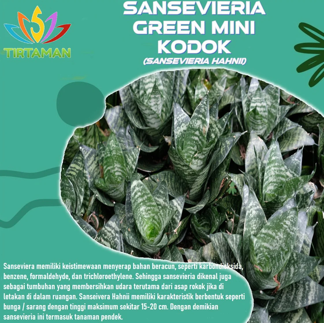 Sansevieria Green Hahnii_2