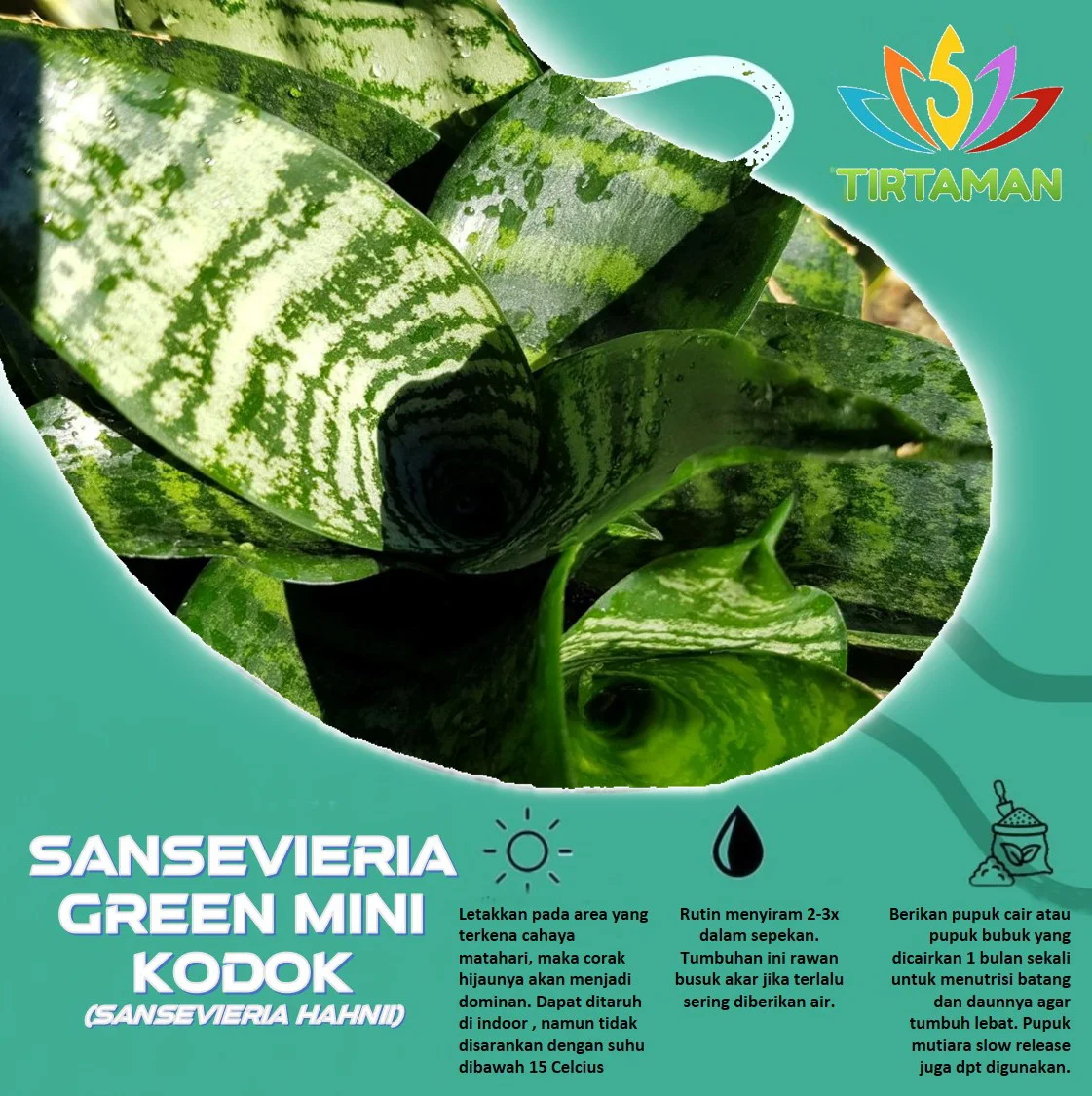 Sansevieria Green Hahnii_3