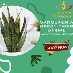 Sansevieria Trifasciata Green Tiger / Sansivera Lidah Mertua Loreng