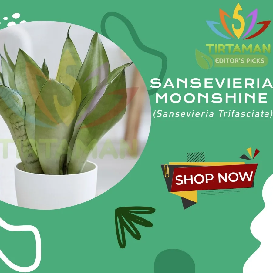Sansevieria Moonshine (1)