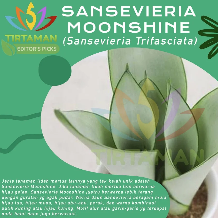 Sansevieria Moonshine (2)