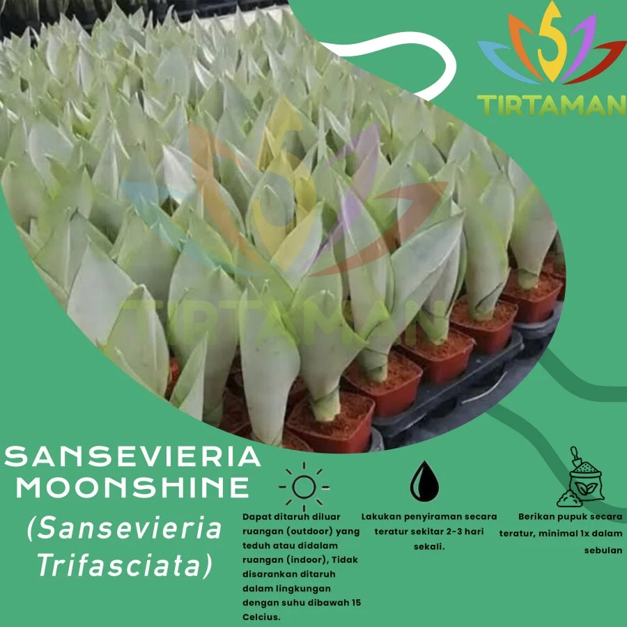 Sansevieria Moonshine (3)