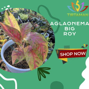Aglonema Big Roy / Aglaonema Lulaiwan