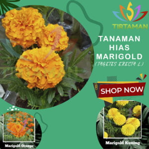 Bunga Marigold