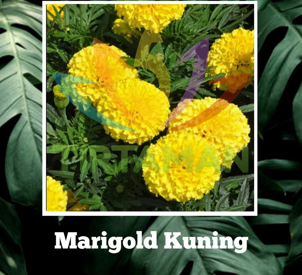 TMP_Marigold Kuning_2b