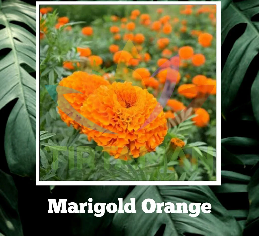 TMP_Marigold Orange_2b
